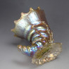Johann Loetz Art Nouveau Conch Shell Vase